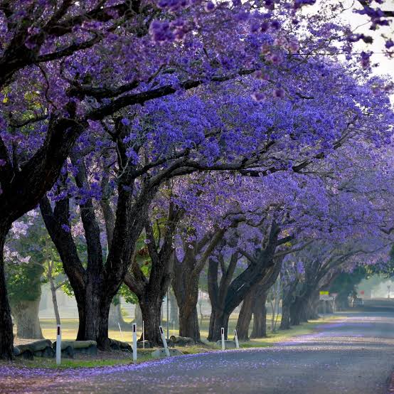 Ornamental Tree Plants — Browse 7 varieties
